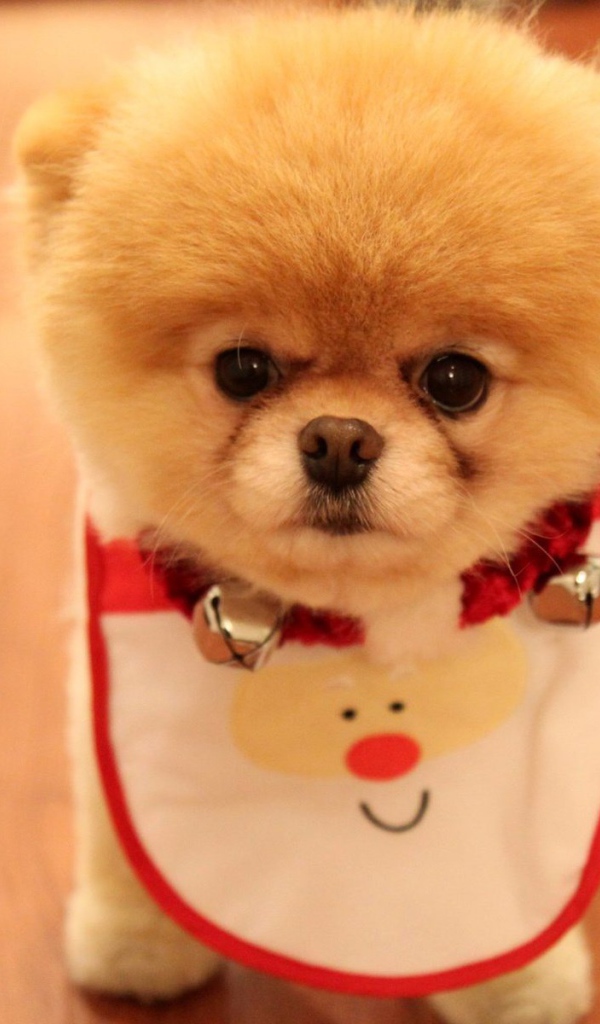 Фартук у померанского шпица