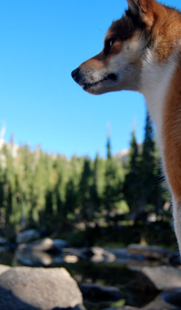 Рыжий норвежский лундехунд