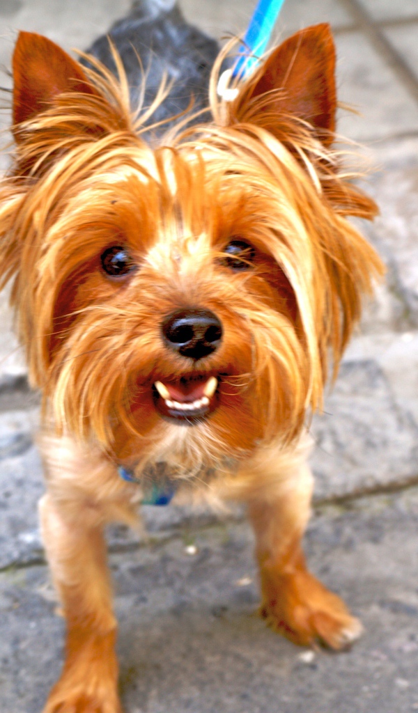 Рыжий йоркширский терьер