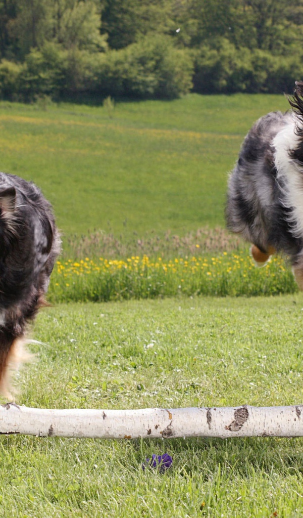 Австралийские собаки