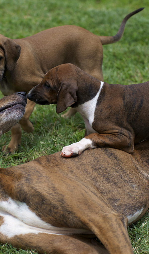 Мама азавак играет с щенками