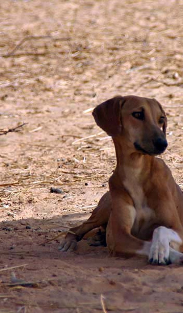 Азавак сидит в тени дерева