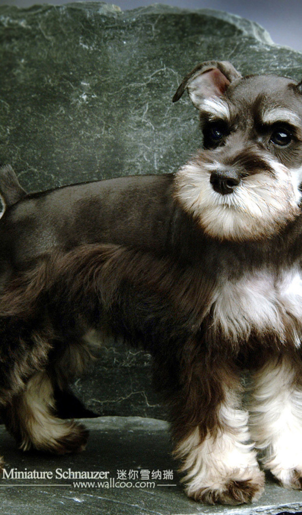 Малыш пес шнауцер