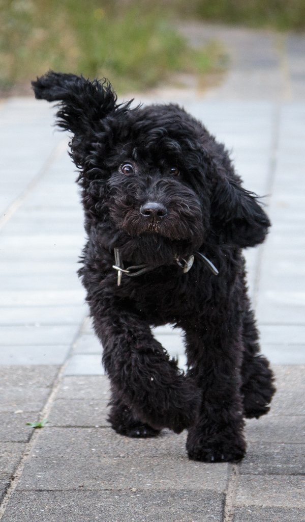 Собака барбет бежит по тротуару