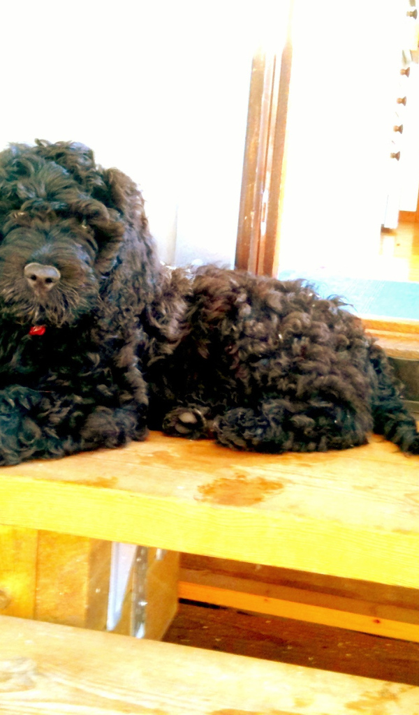 Барбет лежит на пороге