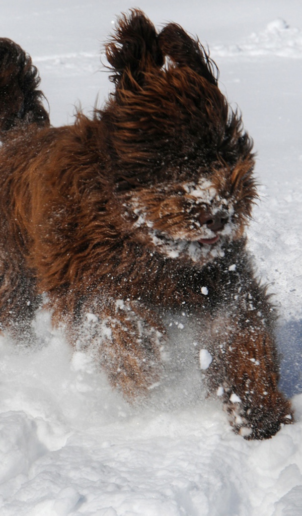 Барбет бежит по снегу