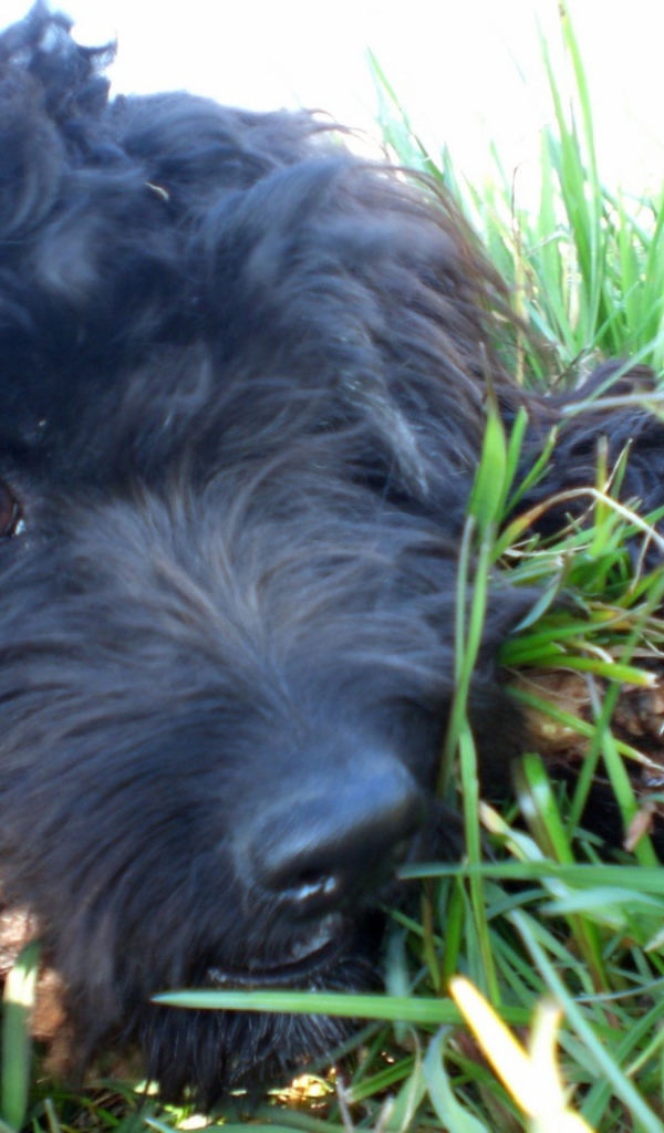 Барбет лежит в траве