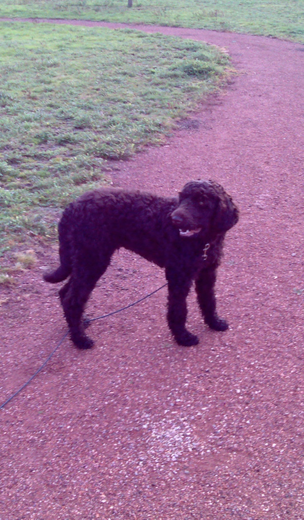 Барбет на дорожке