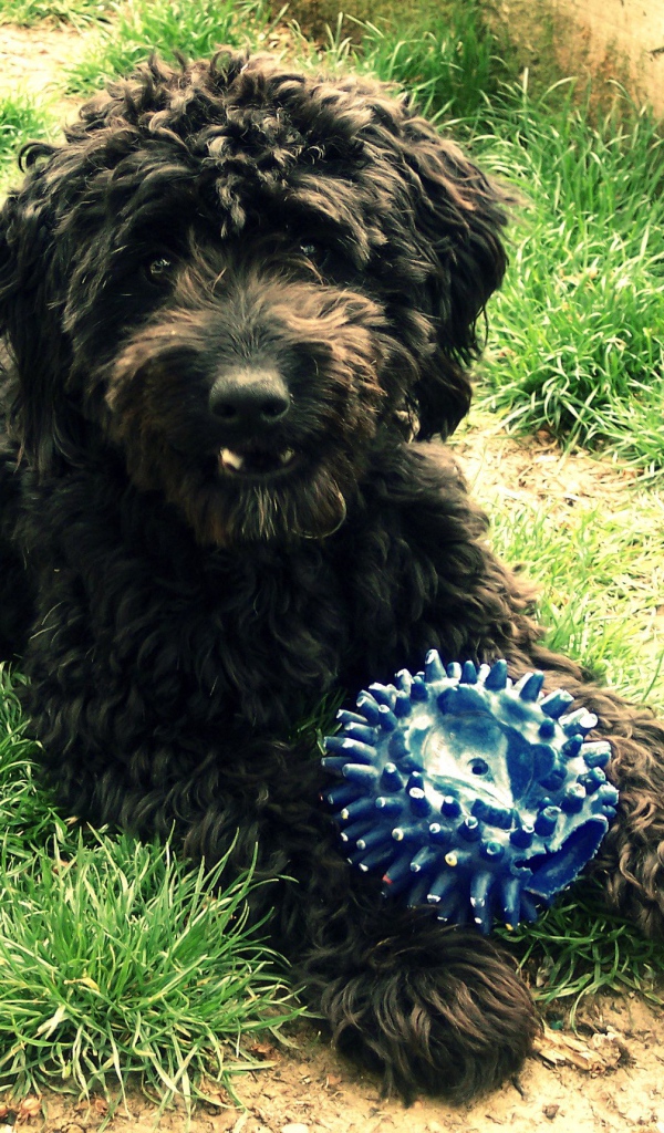 Барбет с игрушкой