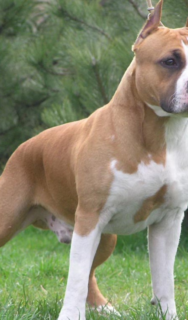 Боевая стойка американского стаффордширского терьера