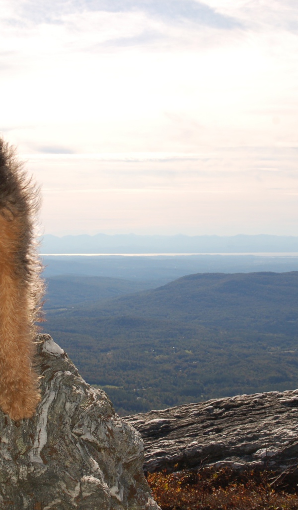 Красивый эрдельтерьер в горах