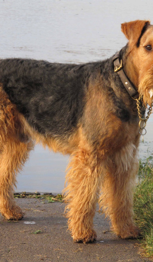 Красивый эрдельтерьер у воды