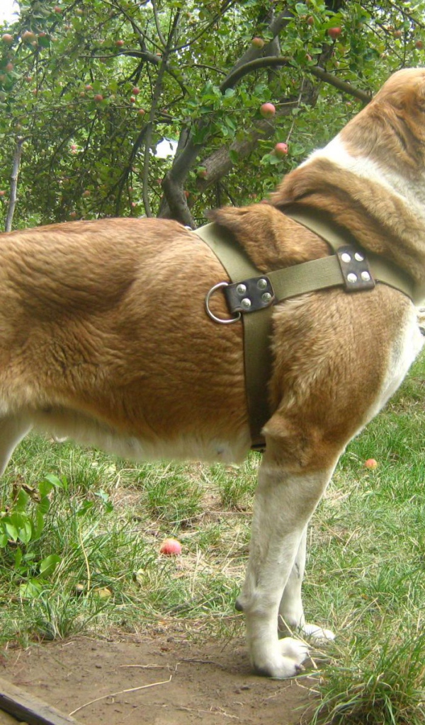 Красивая стойка алабая