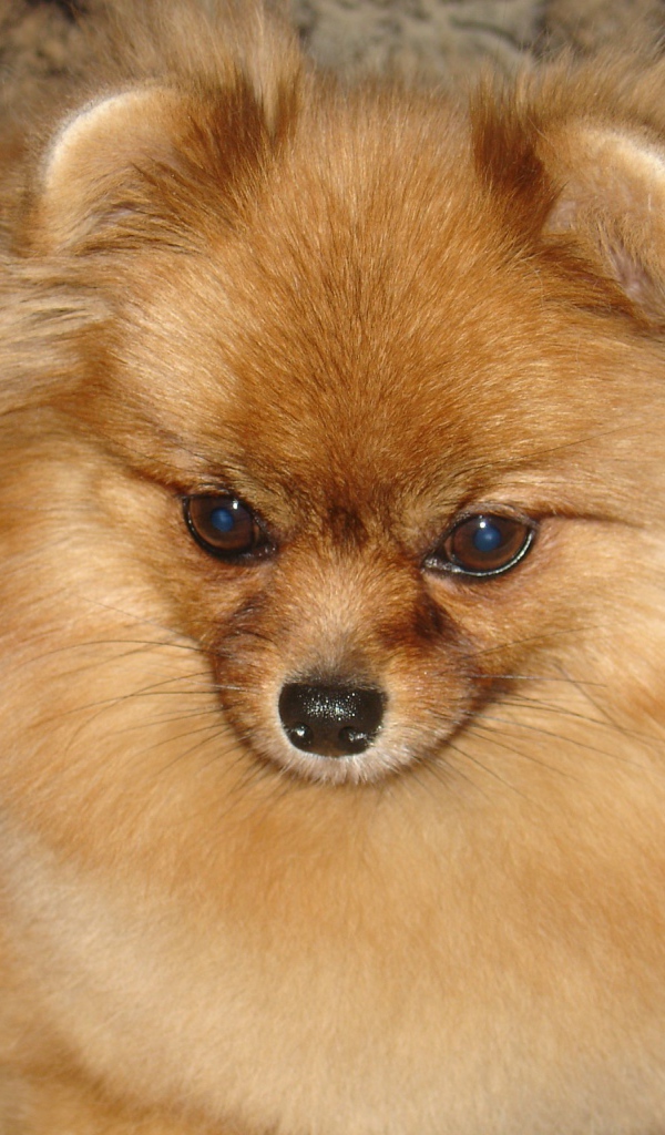 Красивый немецкий шпиц