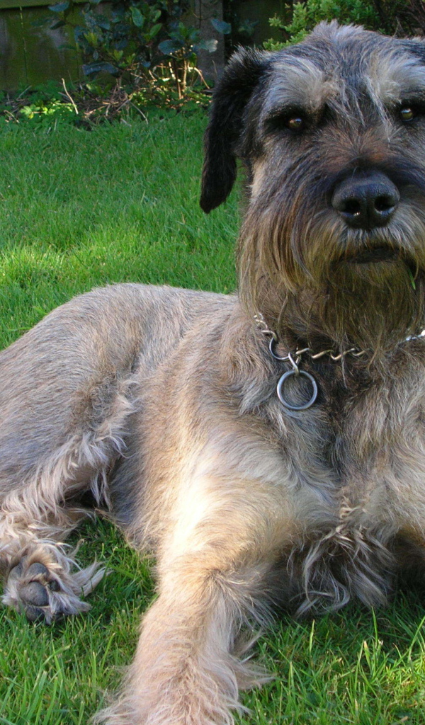 Красивый шнауцер лежит