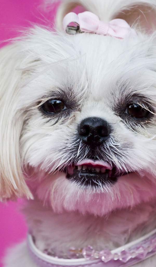 Красивая стрижка шитцу