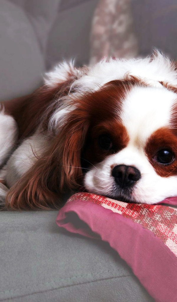 Красивый спаниель лежит