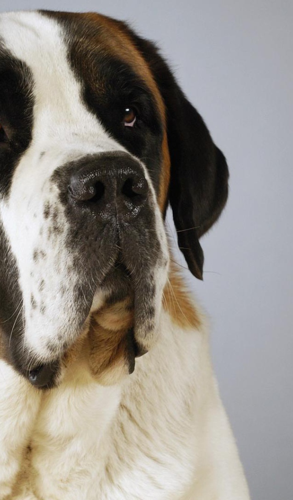 Красивый пес сенбернар