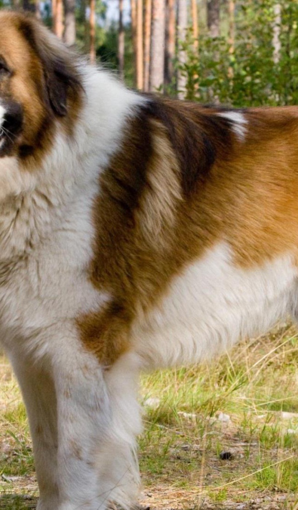 Красивый сенбернар в парке