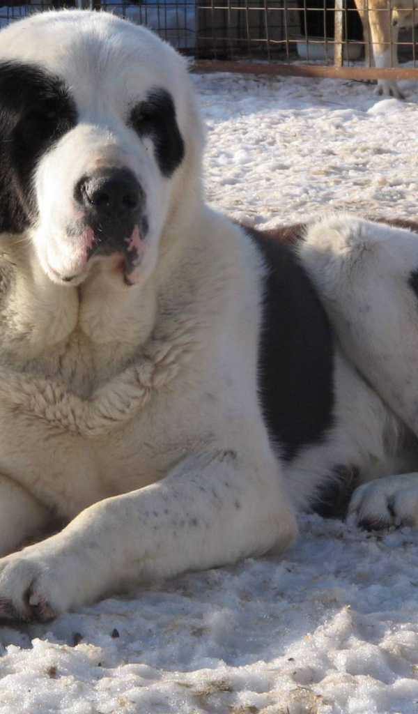 Красивый алабай в вольере