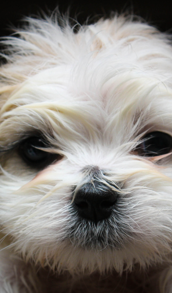 Красивая мордашка шитцу