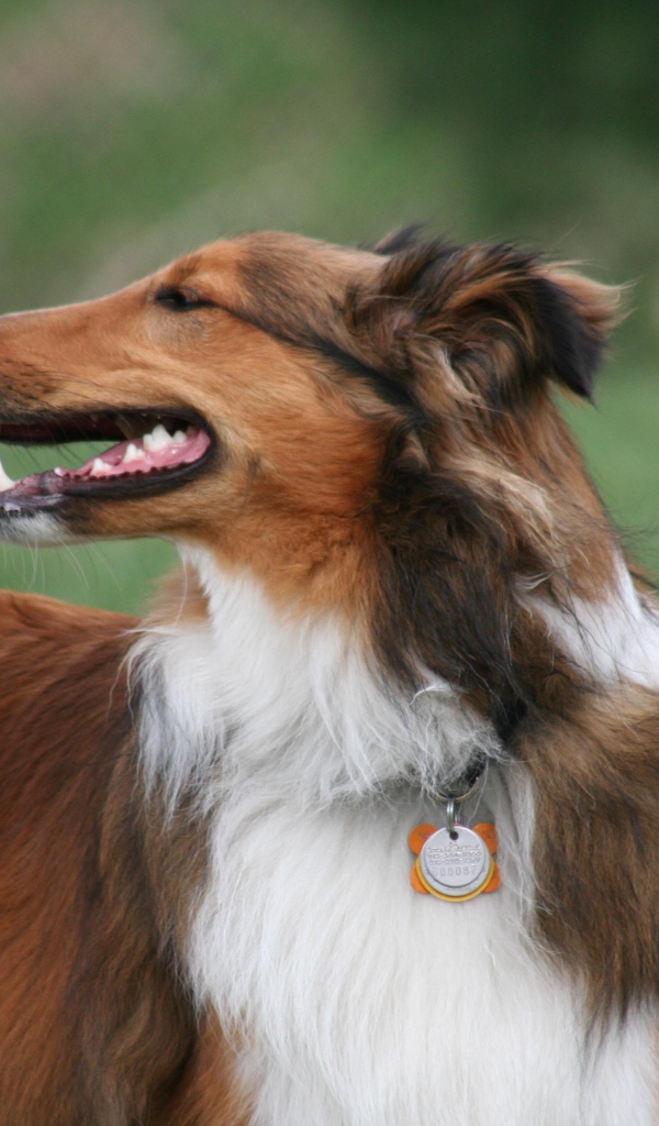 Красивый коричневый колли