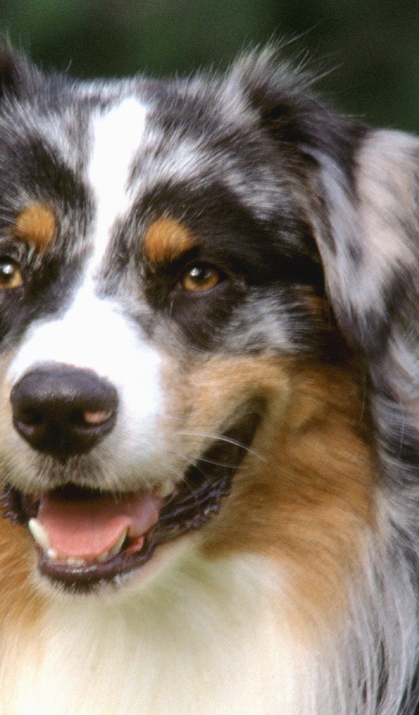 Красивый пес колли