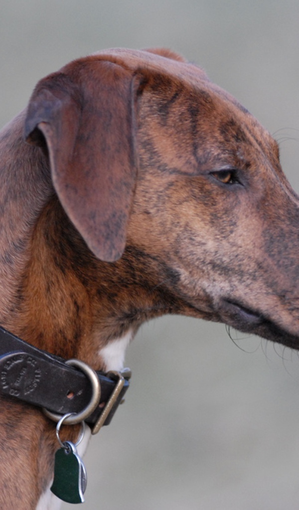 Красивая собака азавак