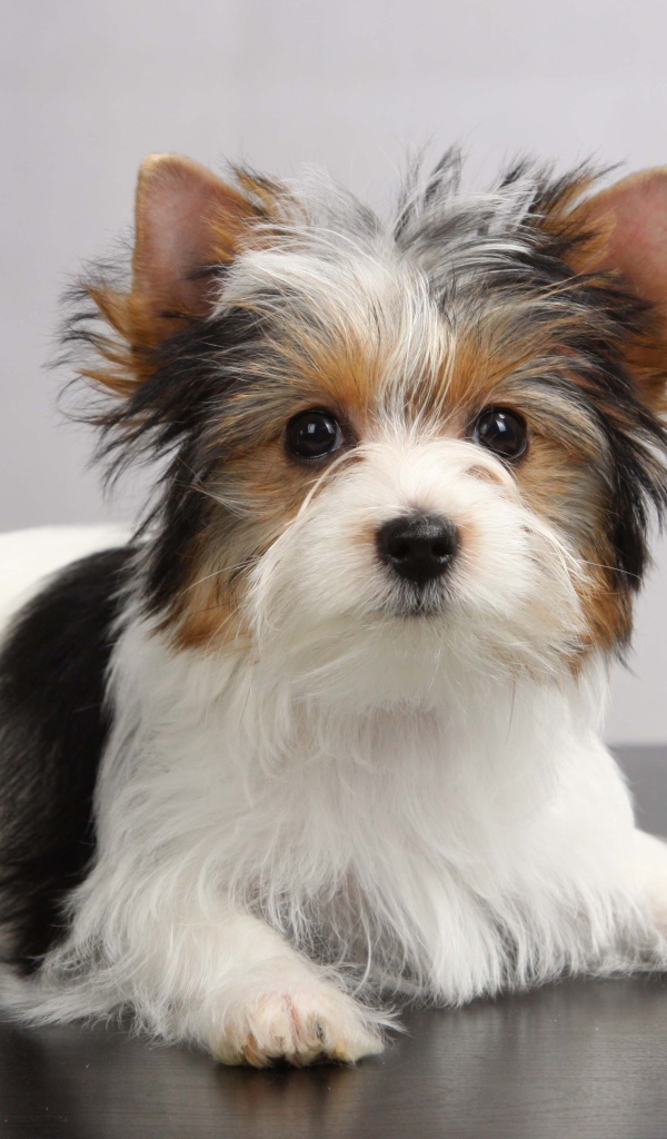 Красивая собачка бивер йорк