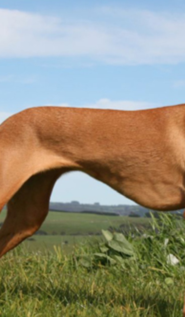 Красивый пес Фараонова собака