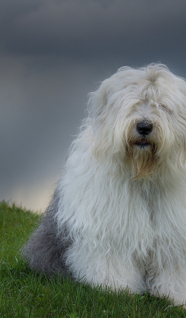 Красивый пес породы бобтейл