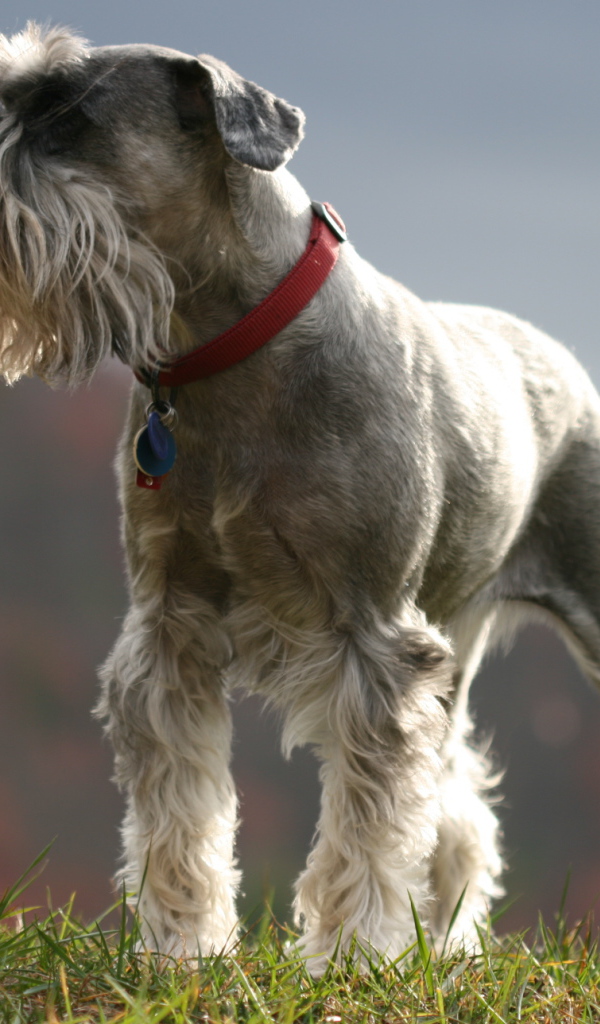 Красивый пес шнауцер