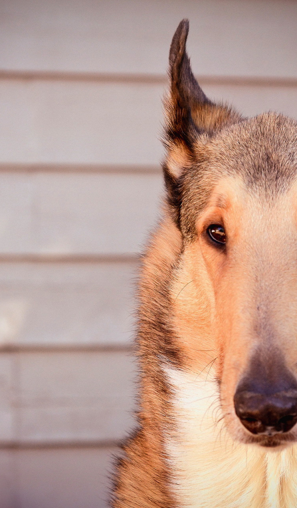 Красивые ушки у колли