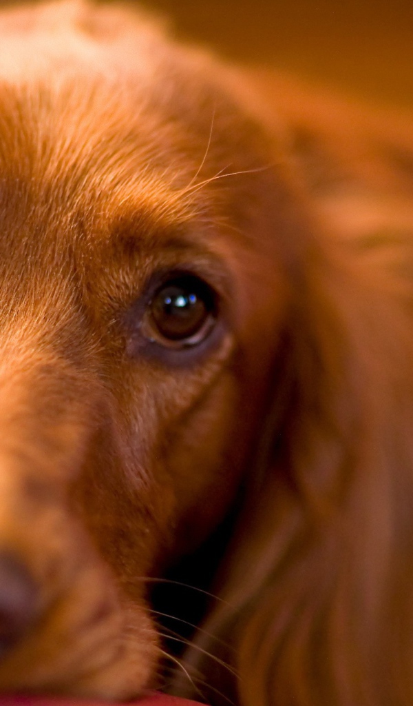 Красивые глаза спаниеля