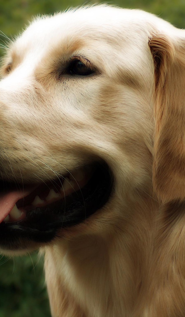 Красивый золотой ретривер