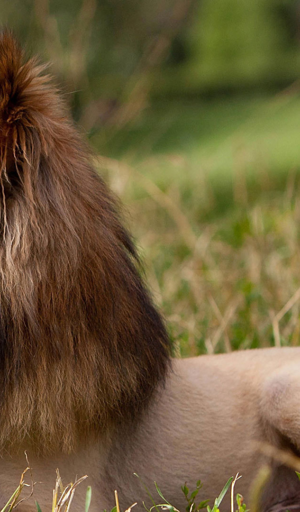 Красивая стрижка у колли