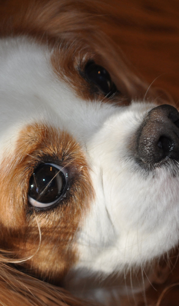 Красивая мордочка пекинеса