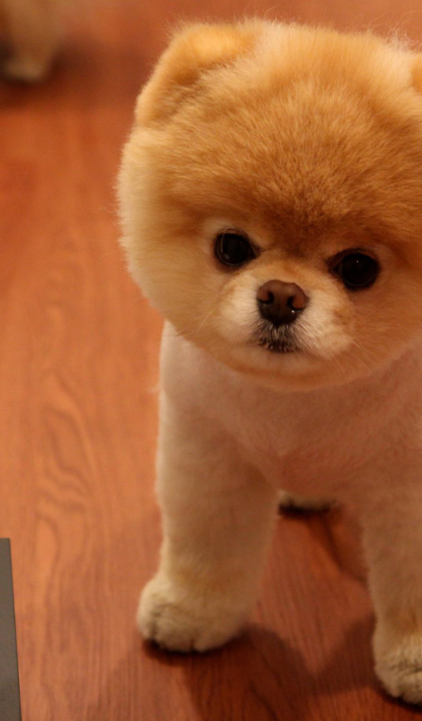 Красивый померанский шпиц