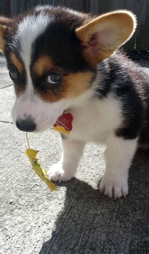 Красивый щенок вельш-корги