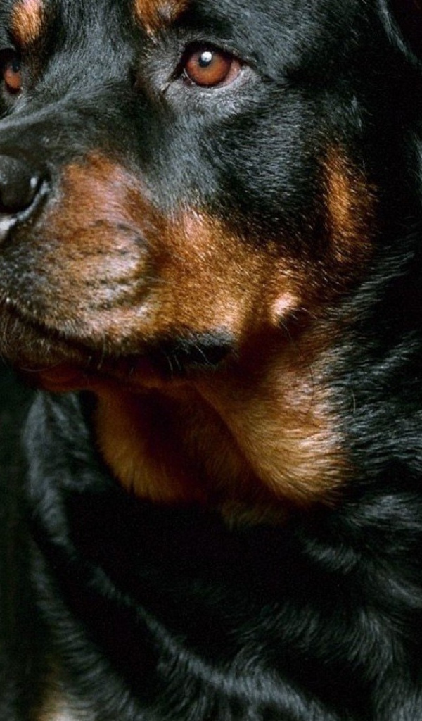 Красивый грустный ротвейлер