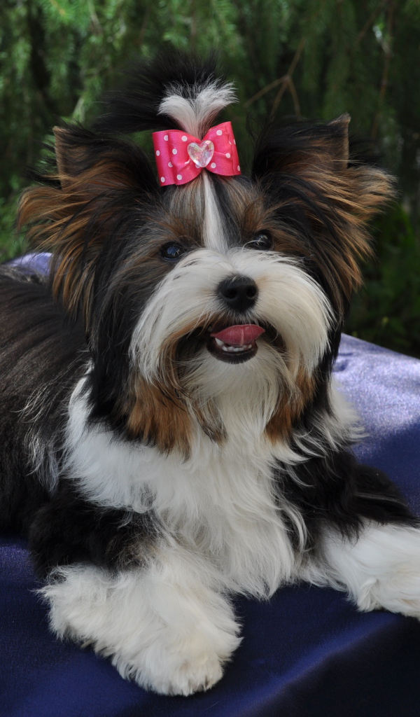 Бивер йорк модница