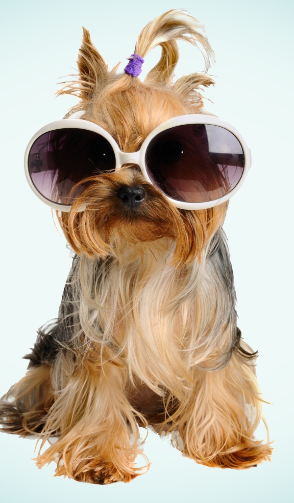 Собака бивер йорк в очках