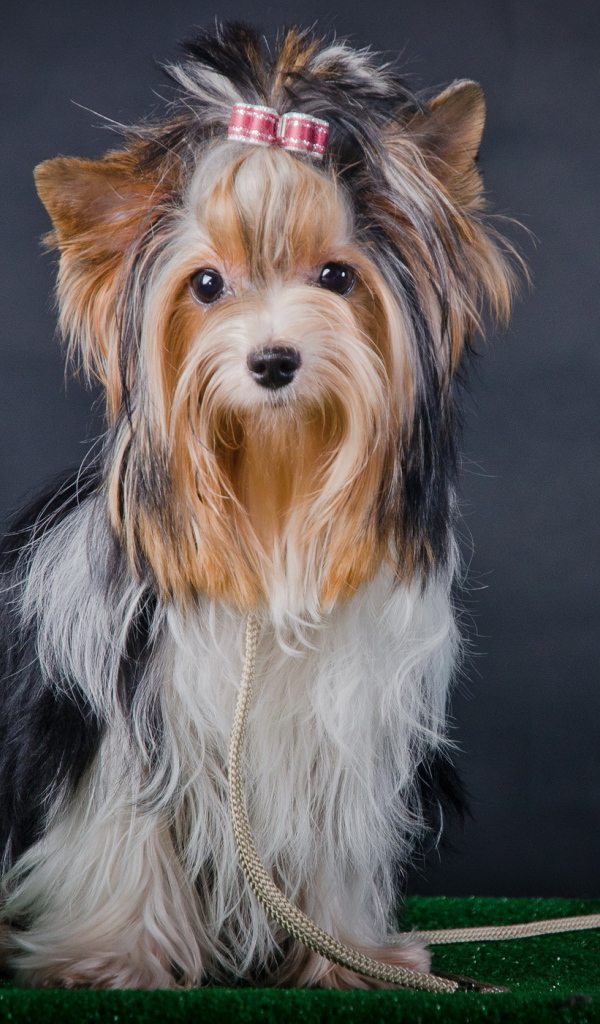 Фотомодель бивер йорк