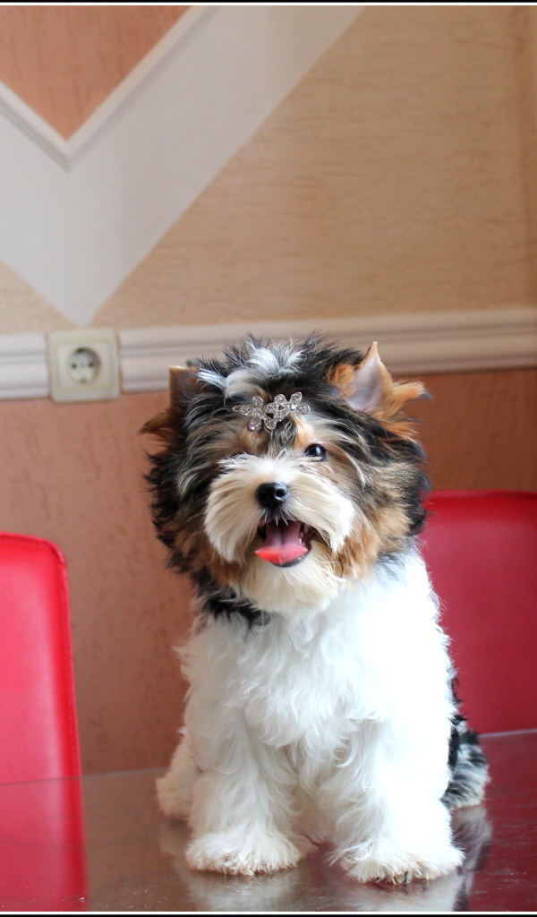 Бивер йорк на столе