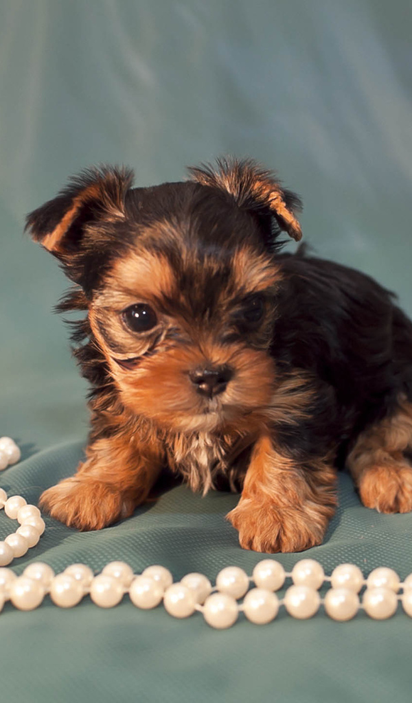 Щенок бивер йорк с бусами