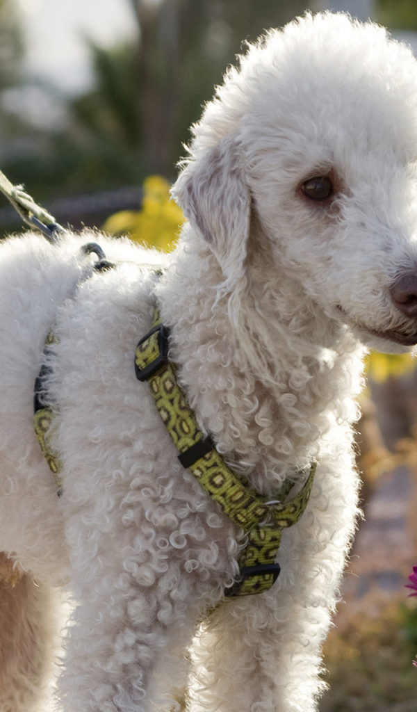 Бедлингтон терьер в цветах