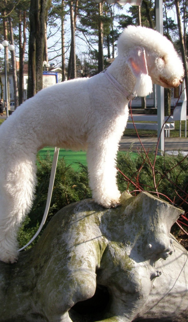 Бедлингтон терьер на камне