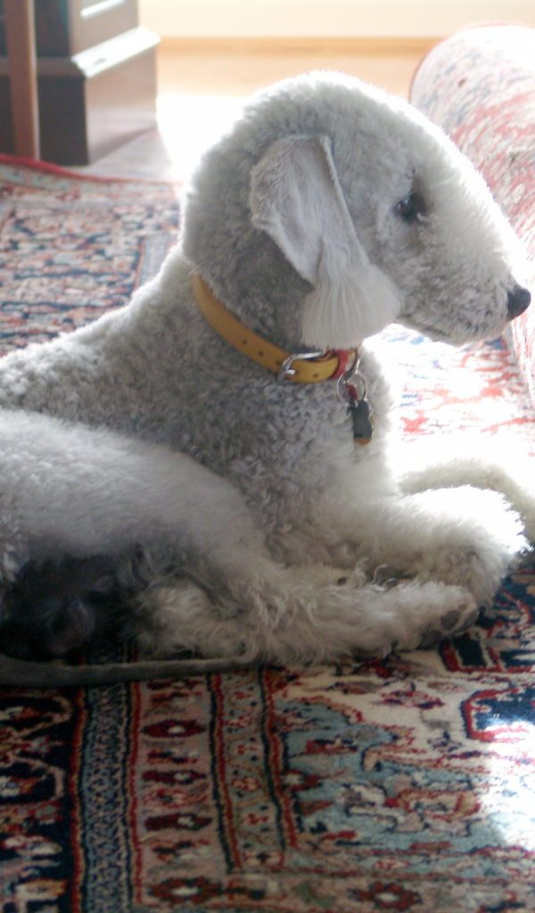 Бедлингтон терьер на ковре