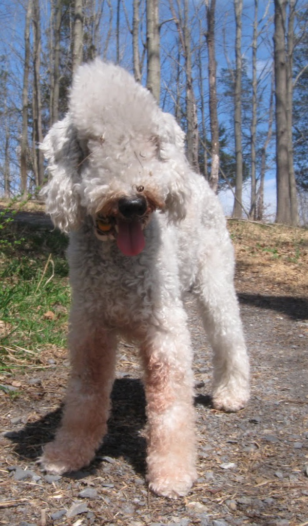 Бедлингтон терьер гуляет в лесу