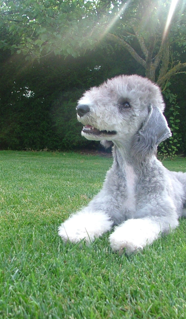 Собака бедлингтон терьер на траве